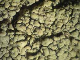 [Pertusaria rupicola]