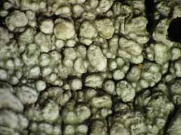 [Pertusaria slesvicensis]