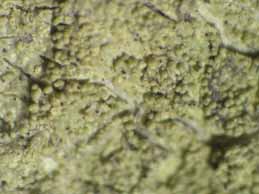 [Pertusaria flavida]