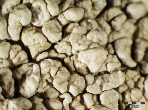 [Ochrolechia aegaea]