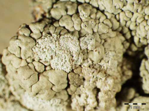 [Pertusaria flavicans]