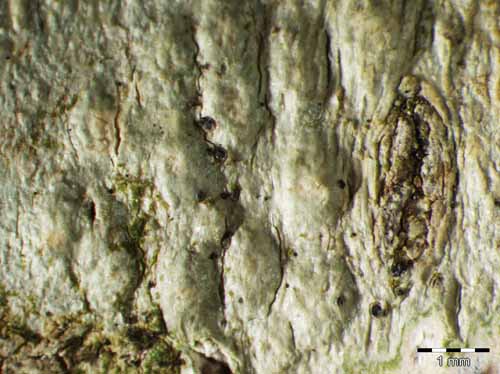 [Pertusaria leioplaca]