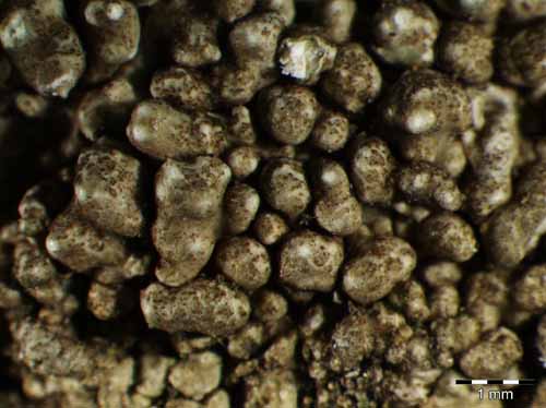 [Pertusaria mammosa]