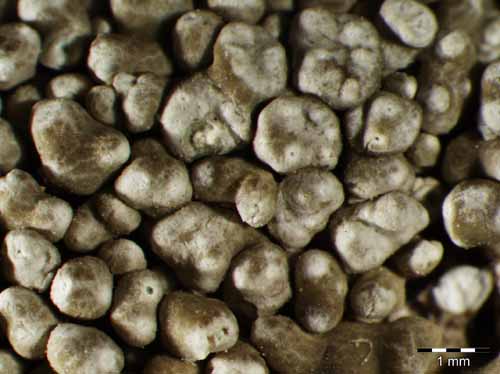 [Pertusaria mammosa]