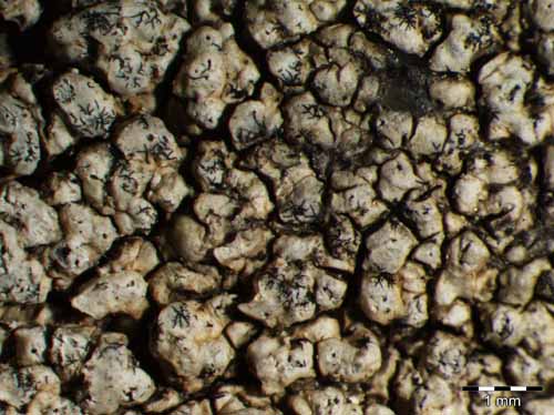 [Pertusaria monogona]