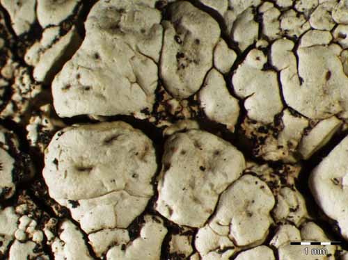 [Pertusaria rupestris]