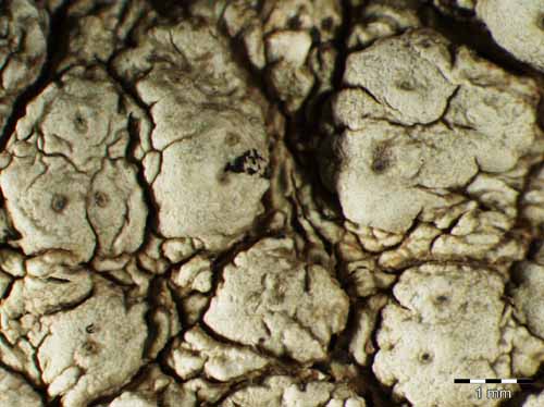 [Pertusaria rupestris]