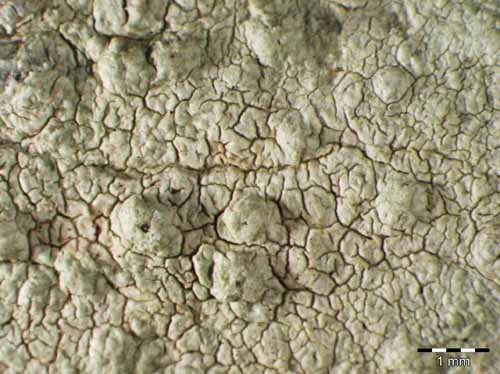 [Pertusaria werneriana]