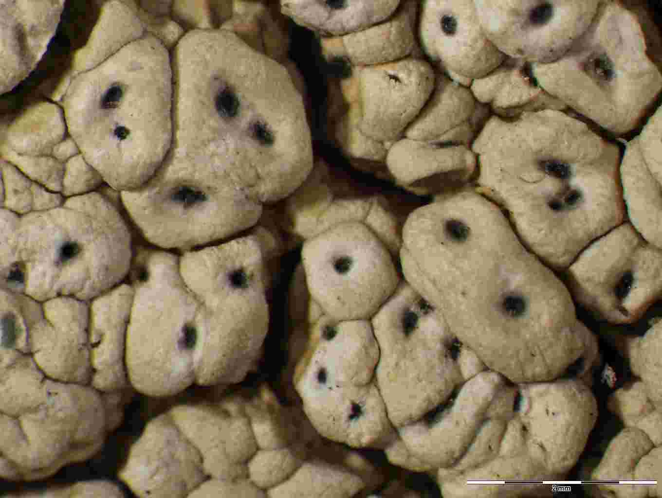 [Pertusaria apennina]