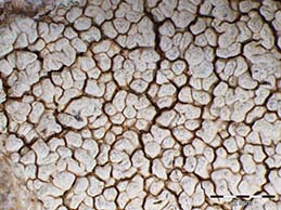 [Pertusaria monogona]