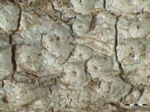 [Pertusaria leioplaca]