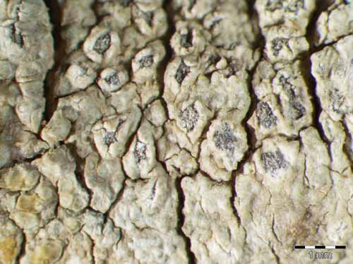 [Pertusaria rhodiensis]