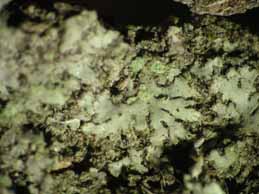 [Phaeophyscia orbicularis]