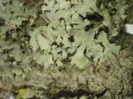 [Phaeophyscia orbicularis]