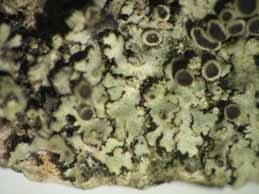 [Phaeophyscia orbicularis]