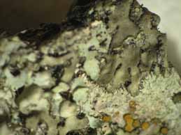 [Phaeophyscia orbicularis]