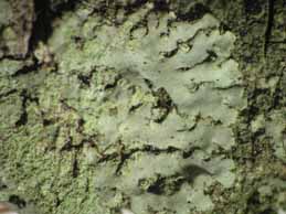 [Phaeophyscia orbicularis]