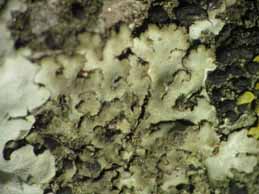 [Phaeophyscia orbicularis]