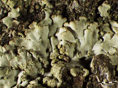 [Phaeophyscia hirsuta]