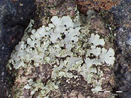 [Phaeophyscia insignis]