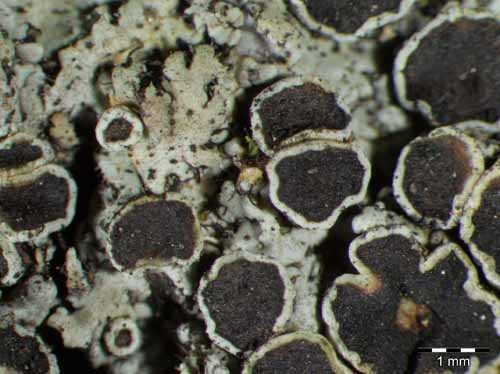 [Phaeophyscia poeltii]