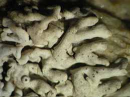 [Physcia scopulorum]