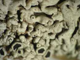 [Physcia scopulorum]