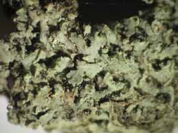 [Physcia adscendens]