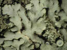 [Physcia stellaris aipoleoides]