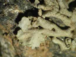 [Physcia stellaris aipoleoides]