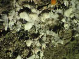 [Physcia adscendens]