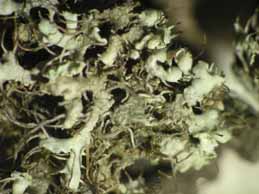 [Physcia adscendens]