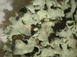 [Physcia adscendens]