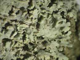 [Physcia adscendens]