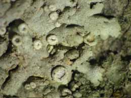 [Physcia stellaris aipoleoides]