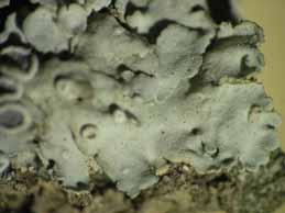 [Physcia biziana biziana]