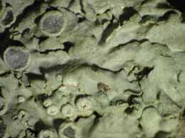 [Physcia biziana biziana]