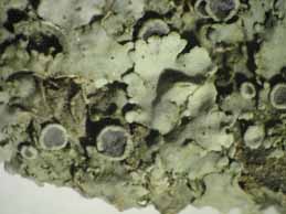 [Physcia biziana biziana]