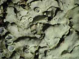 [Physcia biziana biziana]