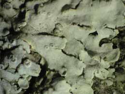 [Physcia biziana biziana]