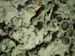 [Physcia biziana biziana]