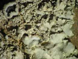 [Physcia biziana leptophylla]