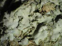 [Physcia biziana leptophylla]