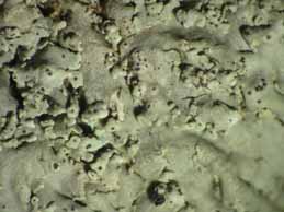 [Physcia biziana biziana]