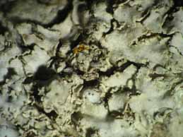 [Physcia biziana leptophylla]