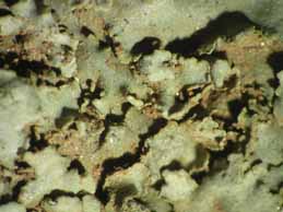 [Physcia biziana leptophylla]