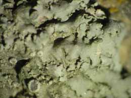 [Physcia biziana leptophylla]