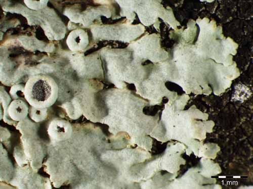 [Physcia stellaris]