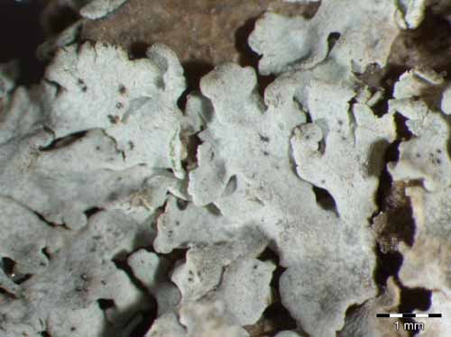 [Physcia scopulorum]