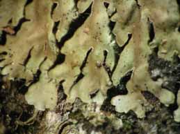 [Physconia distorta]